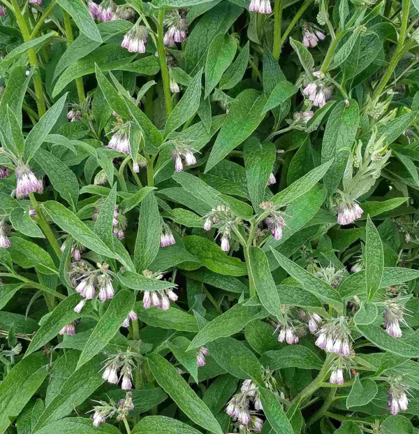 Comfrey