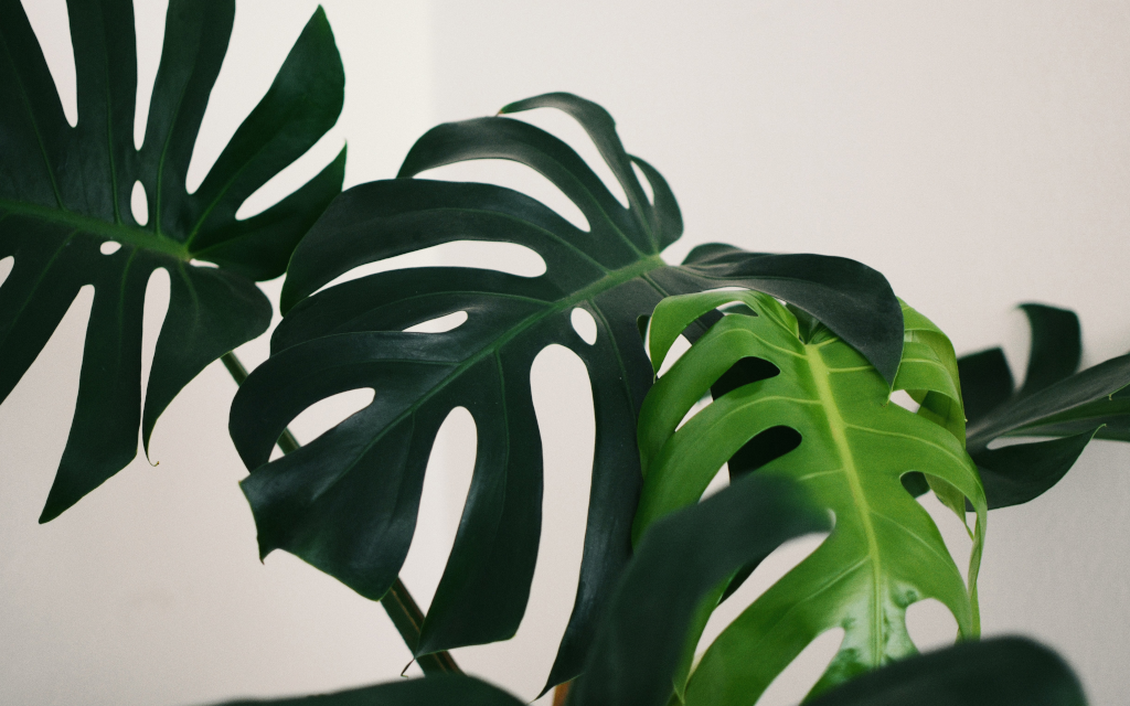 Monstera