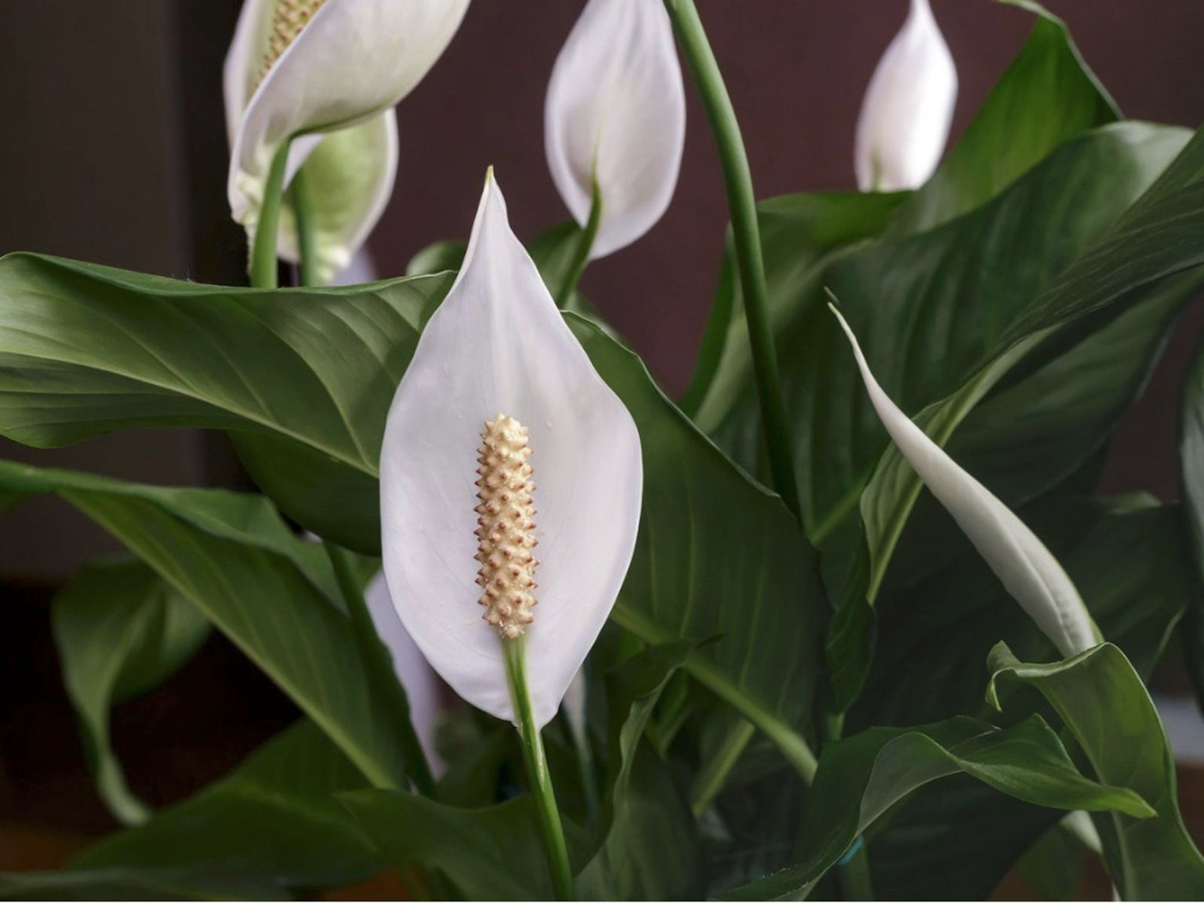 Peace Lilly