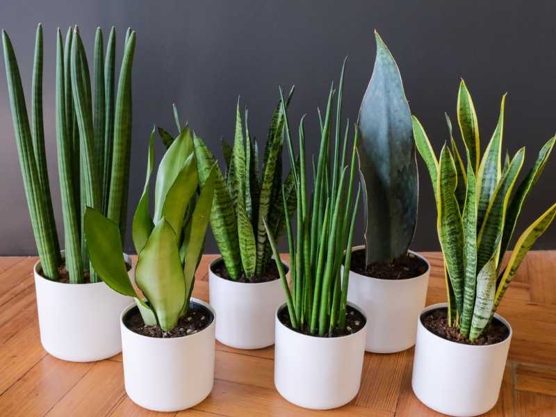 Types of Sansevieria Plants