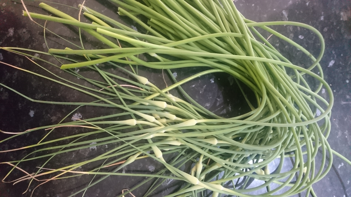 Garlic Scapes Image