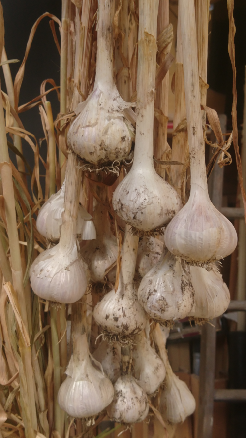 Romainian Red Garlic Curing Image