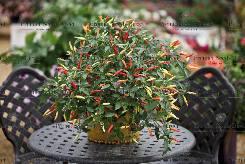 Hot Chilli Pepper Basket of Fire F1