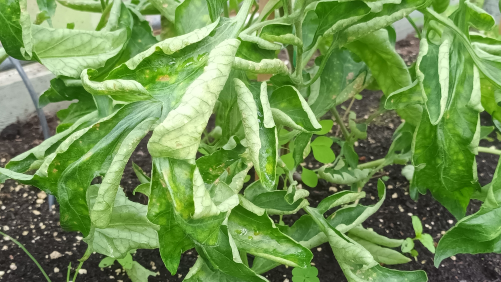 Tomato leaf curl